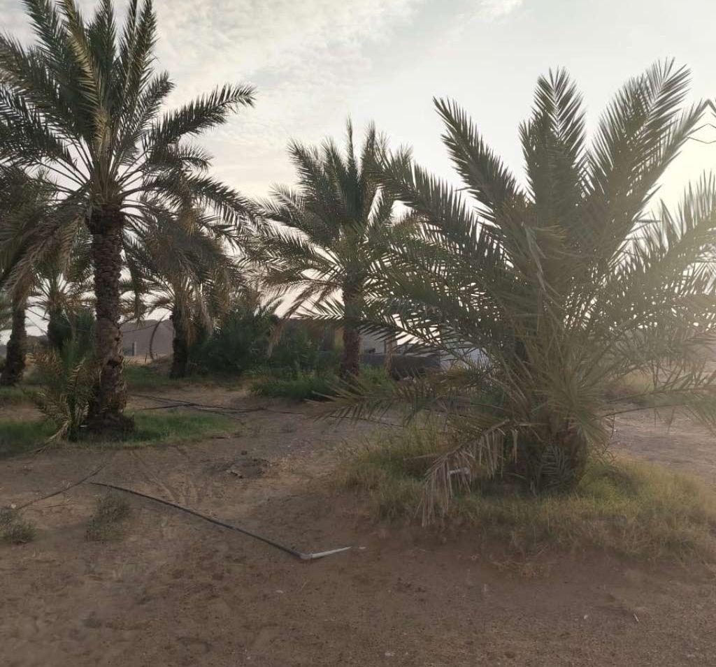مزرعة للبيع في