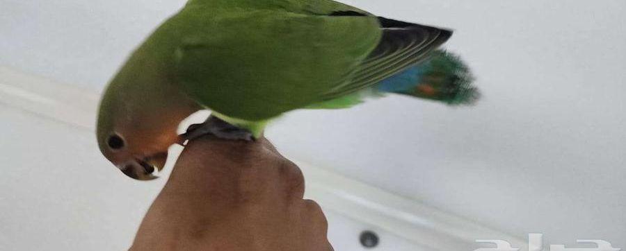 ببغاء روز اليف