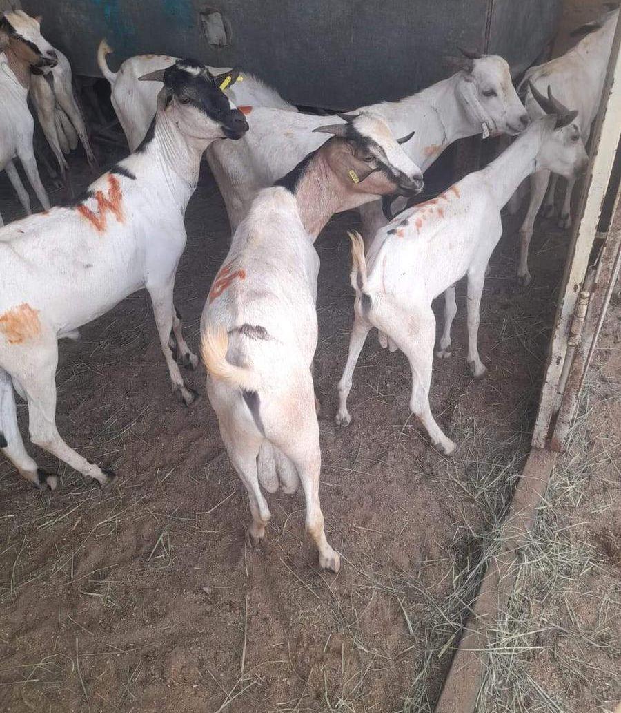 تيوس صومالية مرابي
