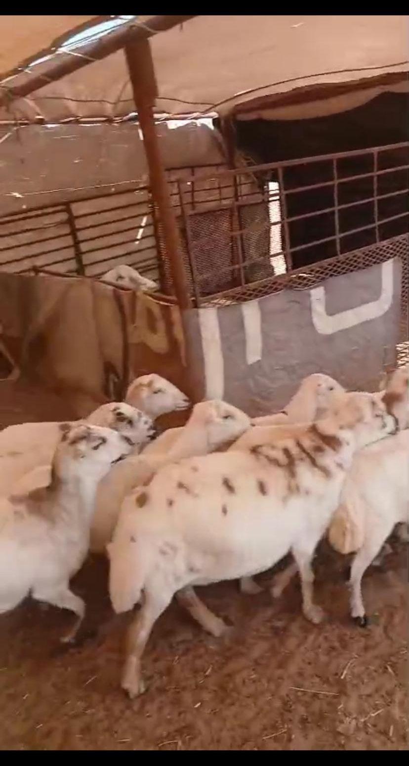 ماكينة إسبريسو احترافية