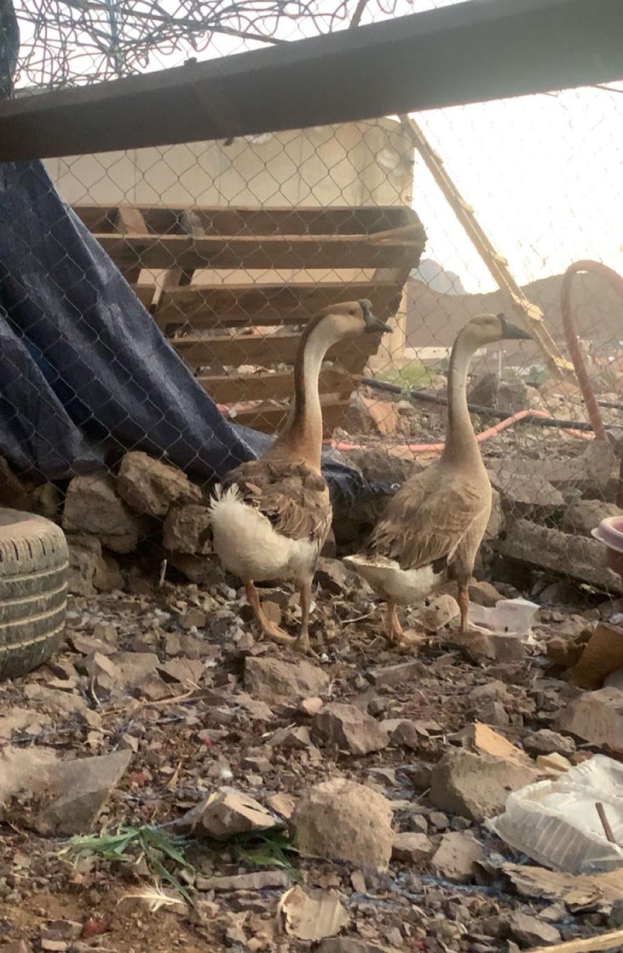 جوز وز عراقي