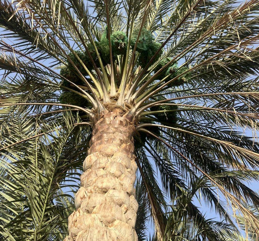 مزرعة نخيل