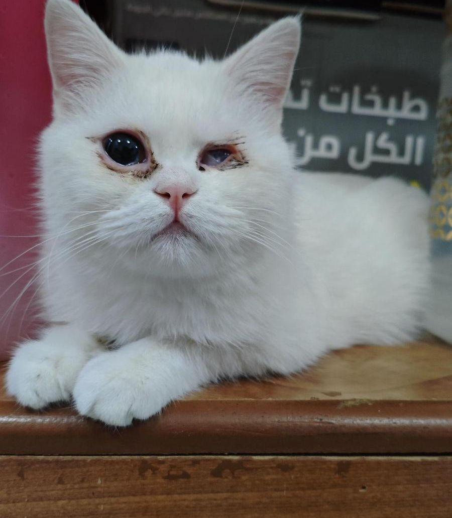 قطة شيرازي للتبني