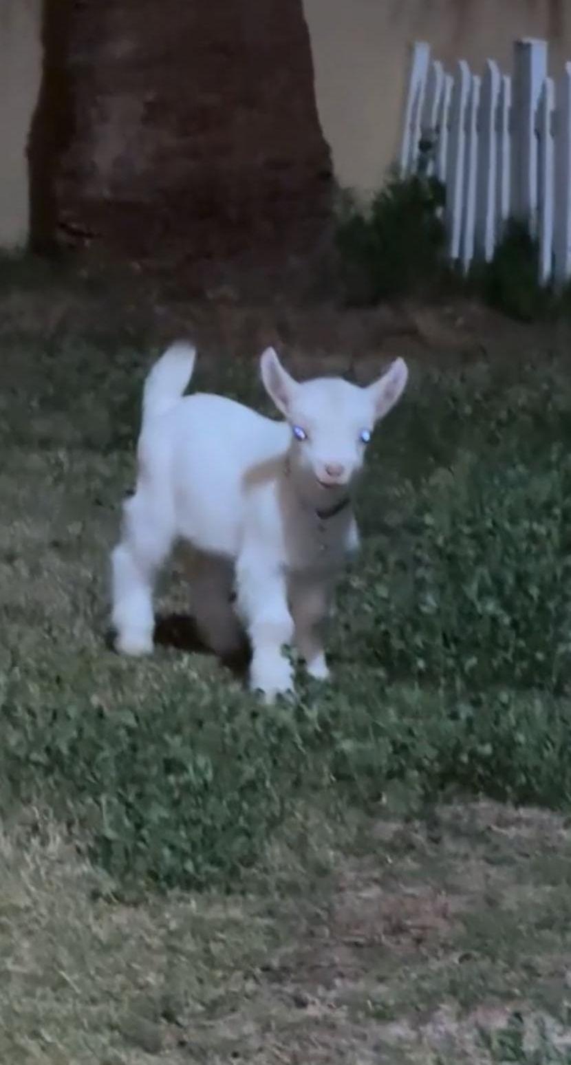البوكس الملكي مع