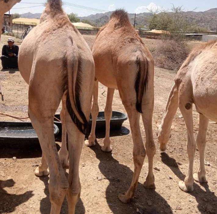 يتوفر لدينا القعدان