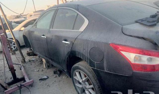 جوز ببغاء روز