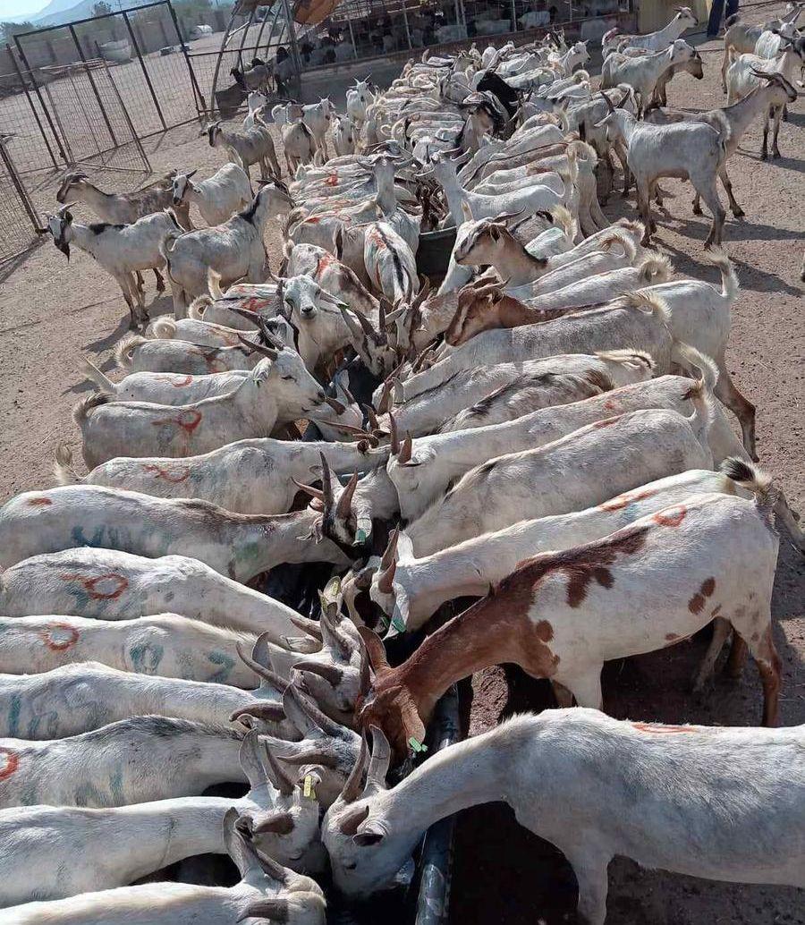 برابر وتيوس صوماليه