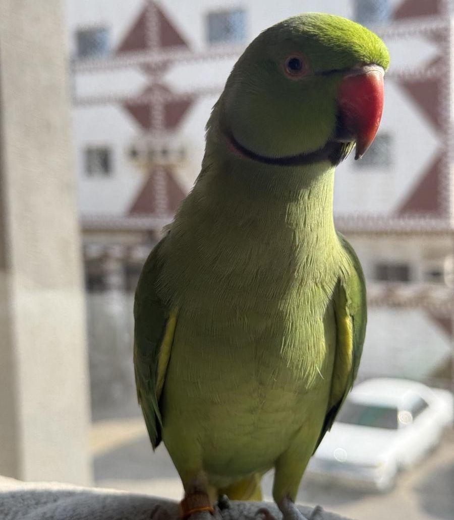 زوج درة هندي